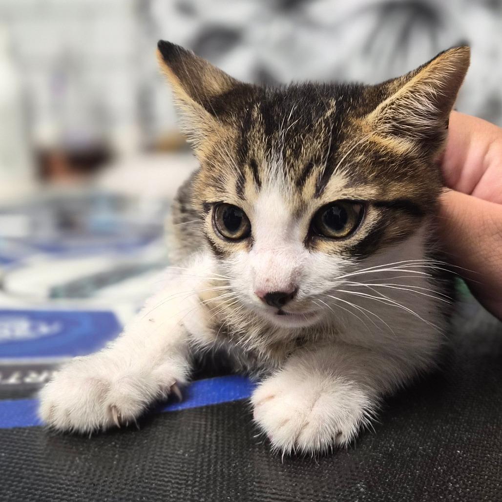 Tandoori, a Adoptable Domestic Short Hair in Wahiawa, HI image 2/2
