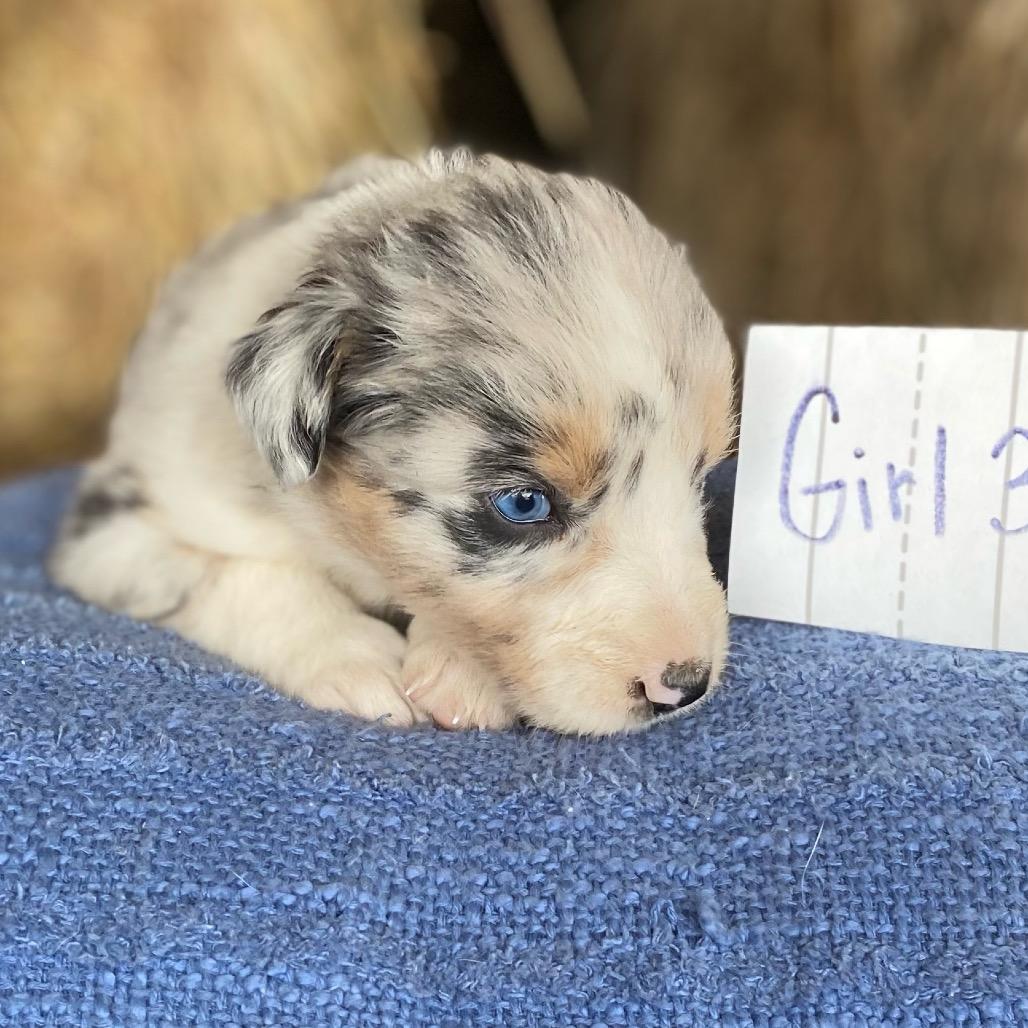 Mary Had A Little Lamb (in PA), Adoptable, Puppy Female Australian Shepherd.