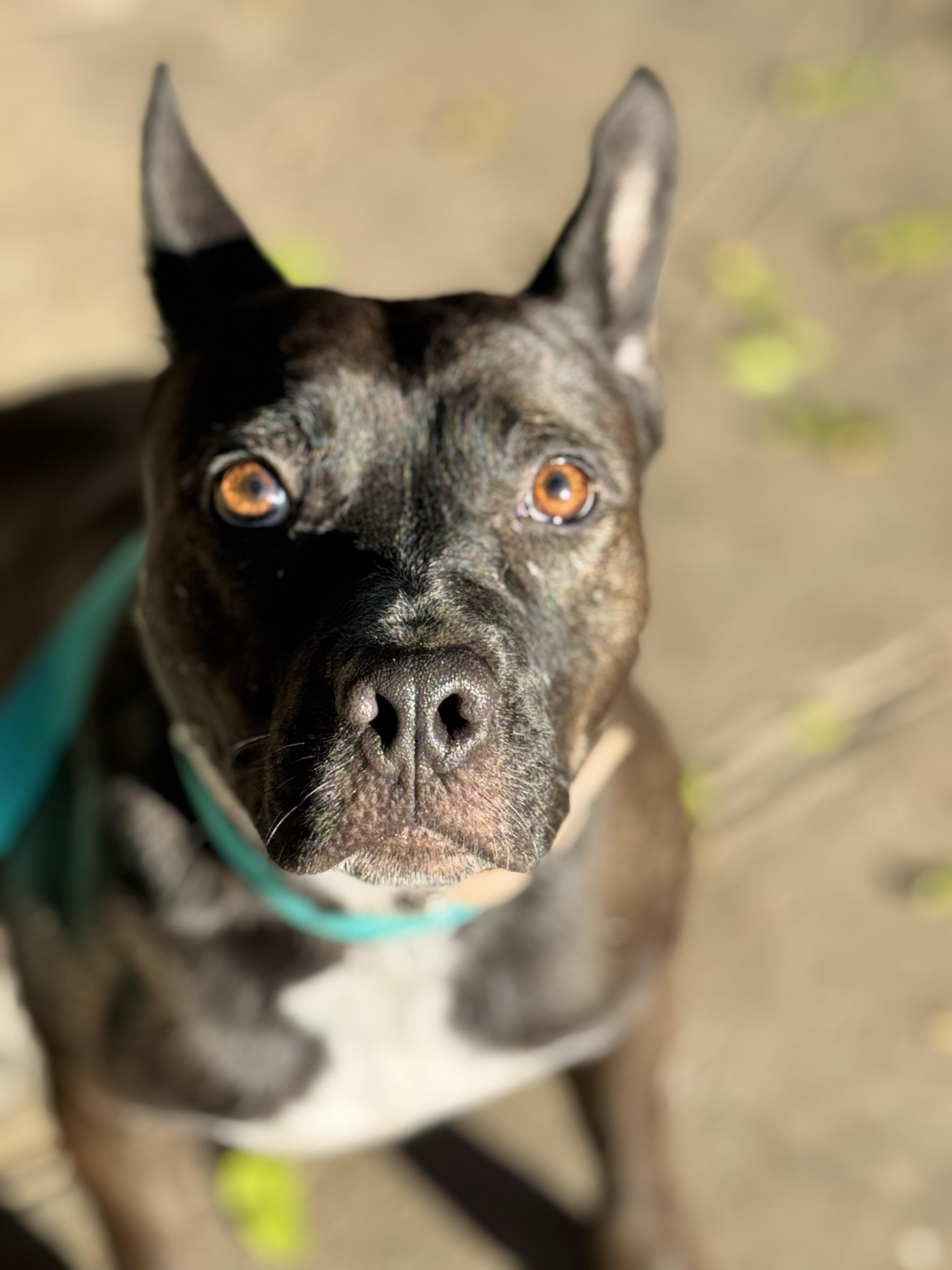 Chicken, Adoptable, Adult Female Cattle Dog.