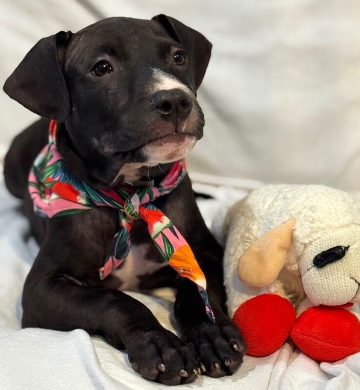 Silkie Chick — thumbnail 2