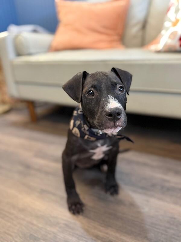 Silkie Chick — thumbnail 3