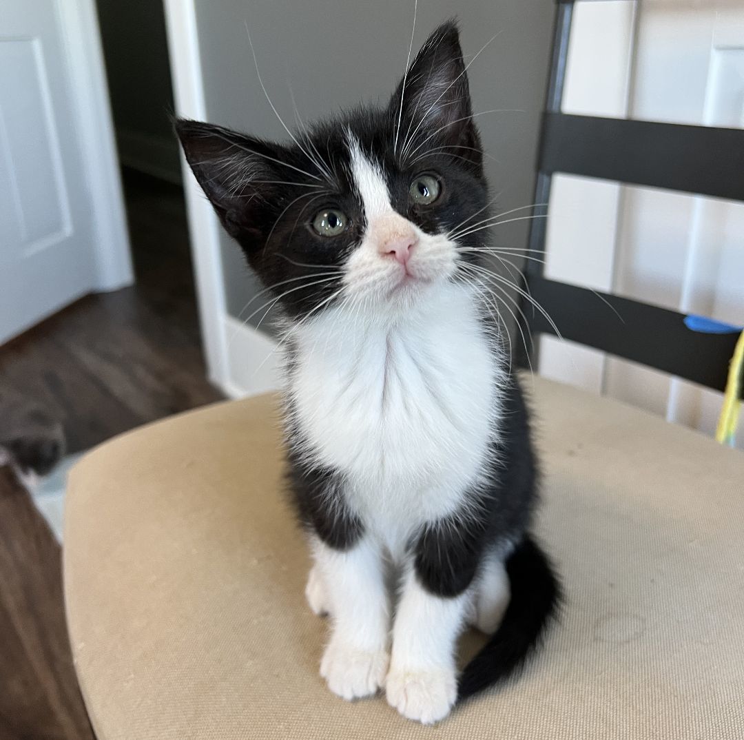 Polly, Adopted, Kitten Female Domestic Short Hair.