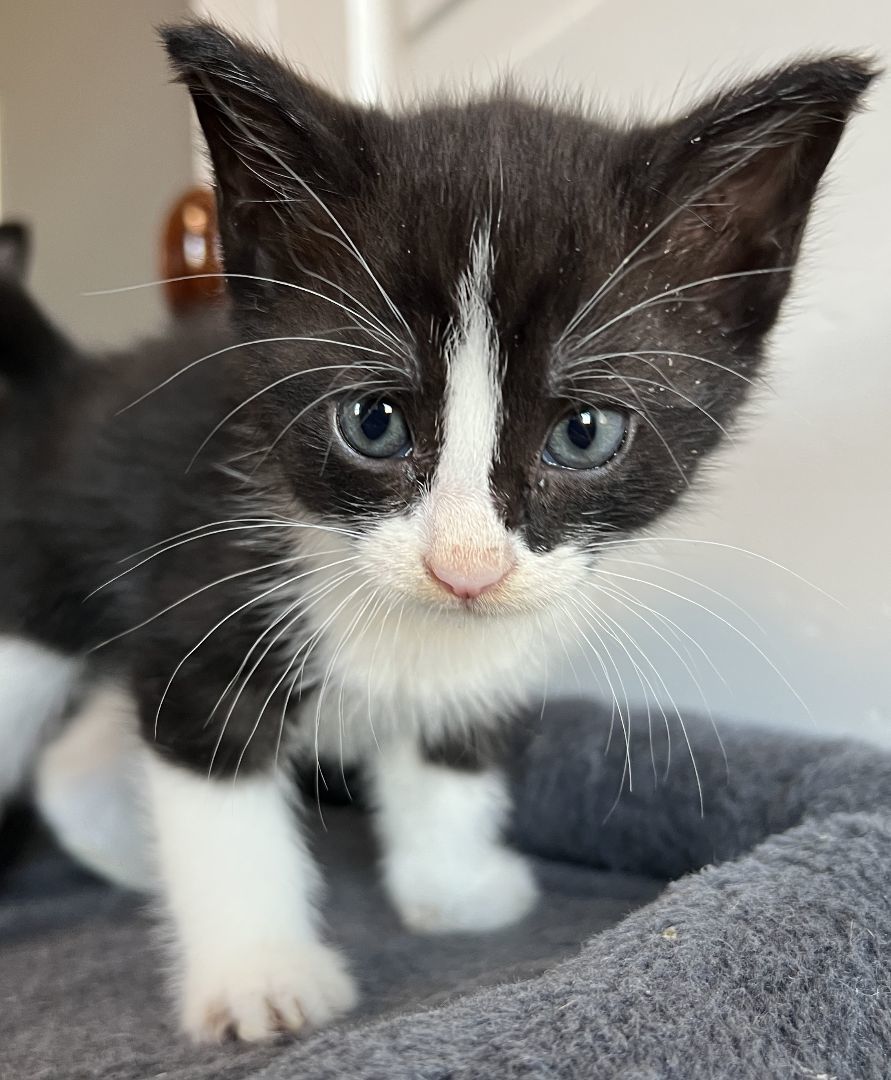 Enlarge Polly, a Adopted Domestic Short Hair in Manheim, PA image 2/6