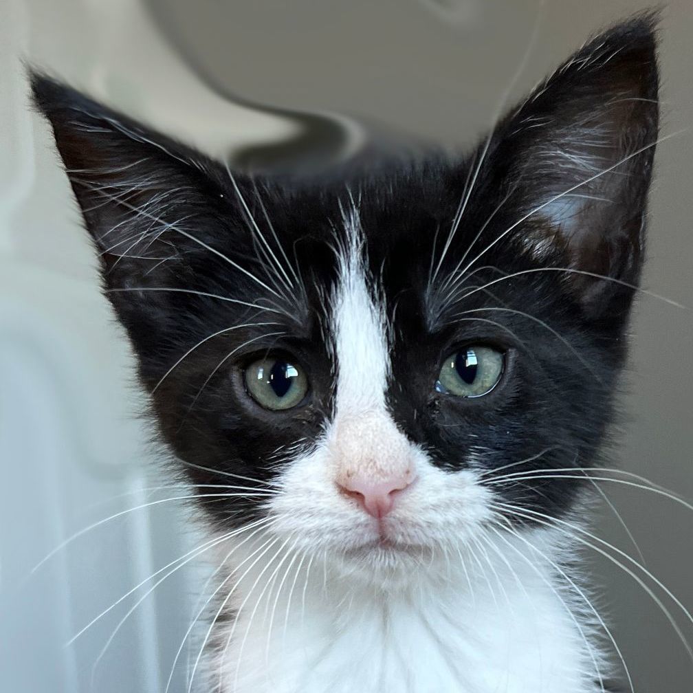 Enlarge Polly, a Adopted Domestic Short Hair in Manheim, PA image 3/6