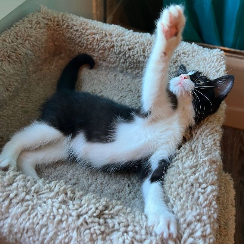 Enlarge Polly, a Adopted Domestic Short Hair in Manheim, PA image 4/6