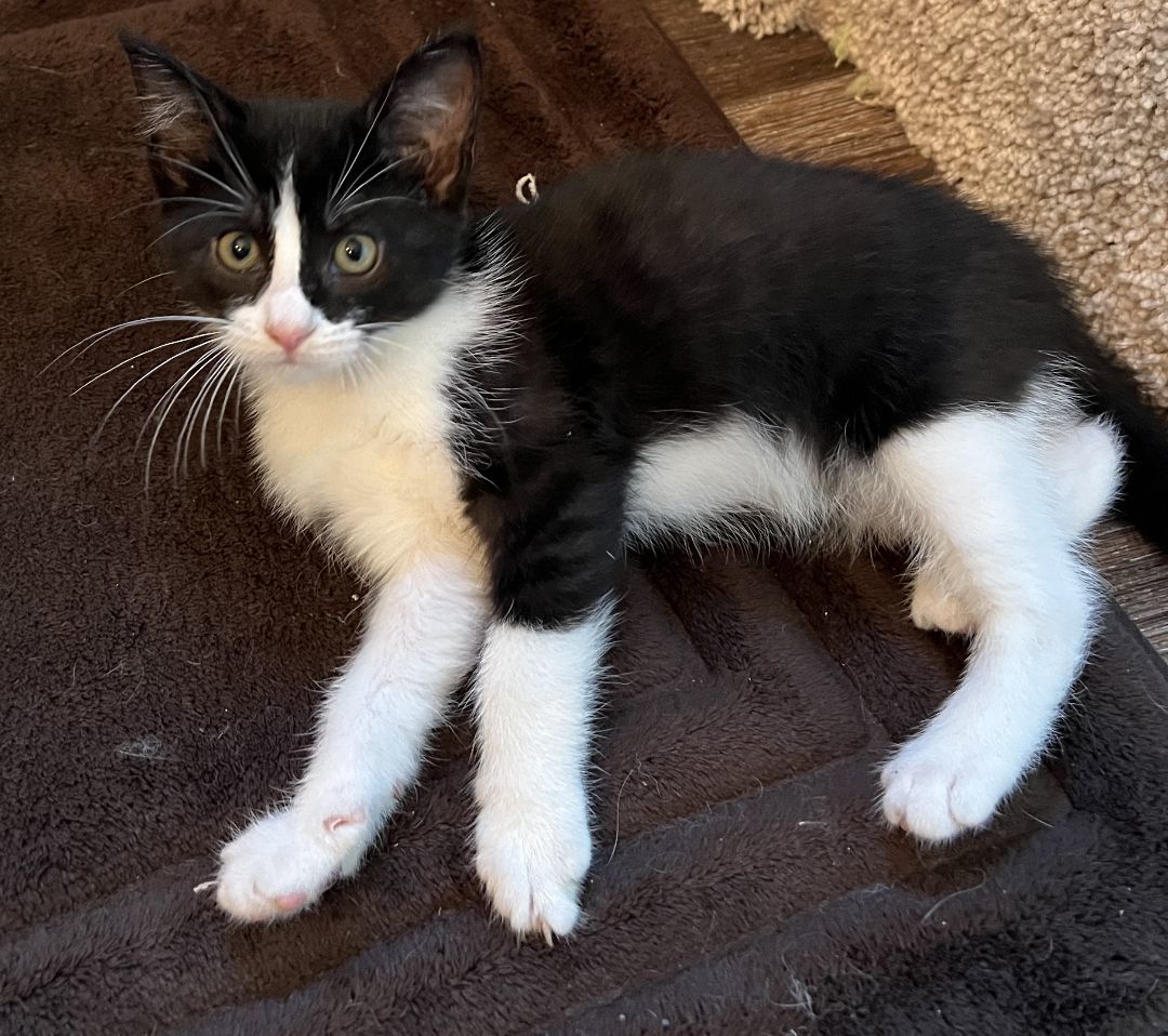 Enlarge Polly, a Adopted Domestic Short Hair in Manheim, PA image 5/6