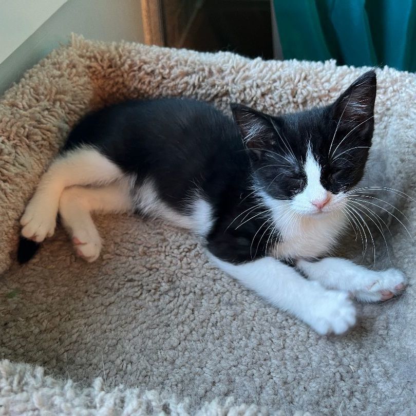 Enlarge Polly, a Adopted Domestic Short Hair in Manheim, PA image 6/6