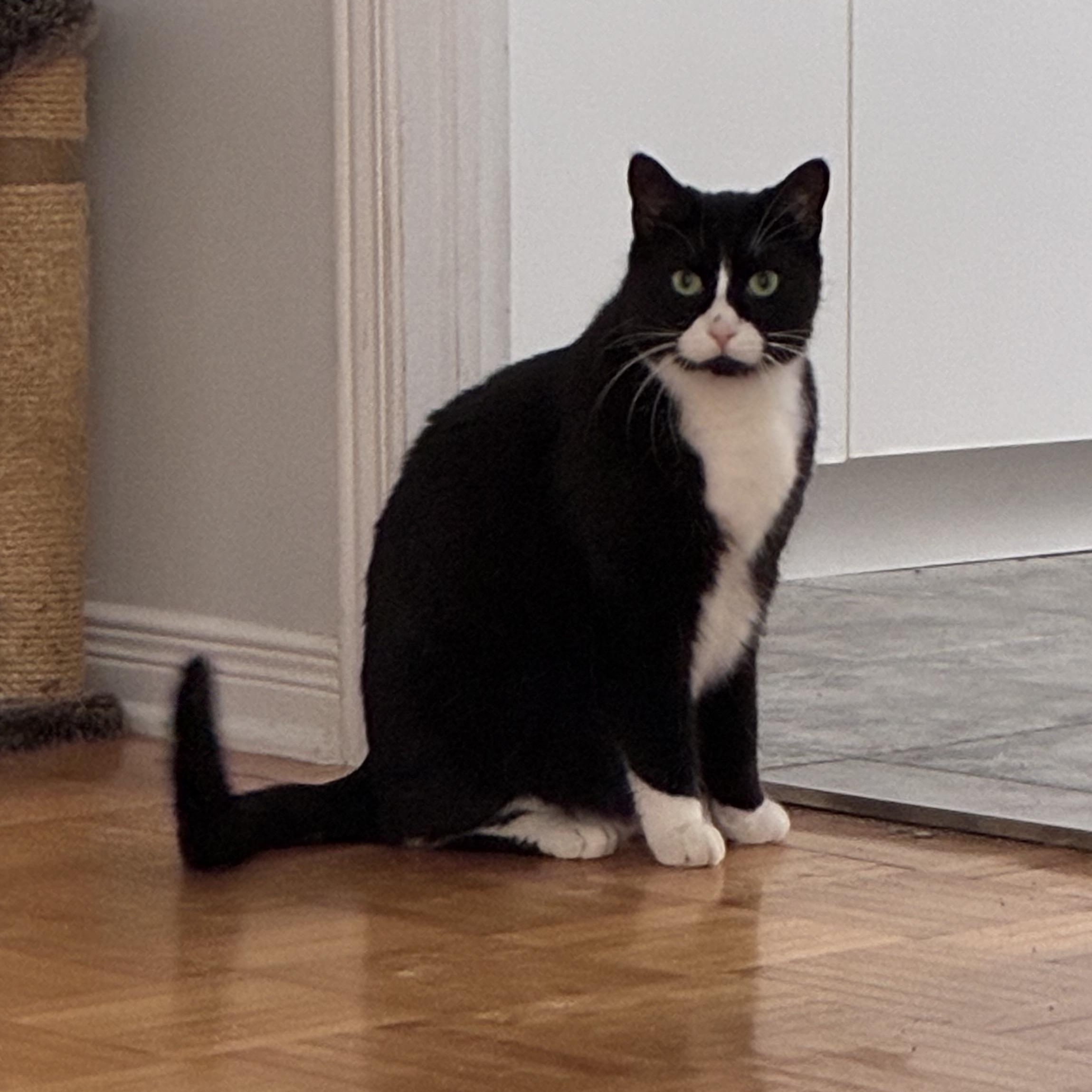 Enlarge Espresso, a Adoptable Domestic Medium Hair in Saint-Jacques, QC image 2/4