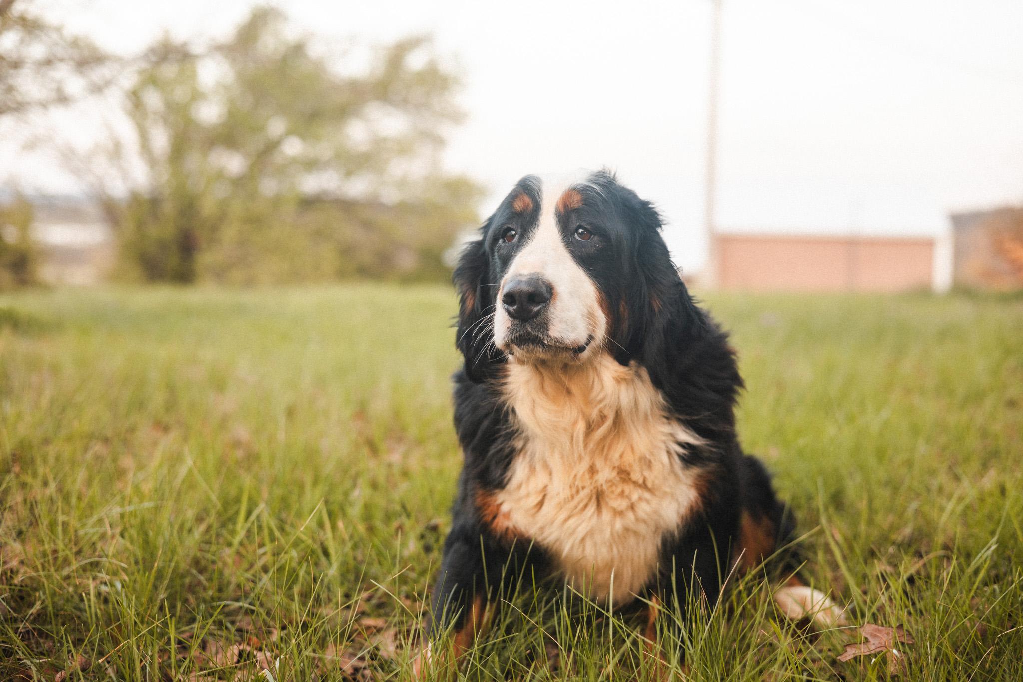 Enlarge Bernadette, an adopted Bernese Mountain Dog in Gradyville, KY image 5/6