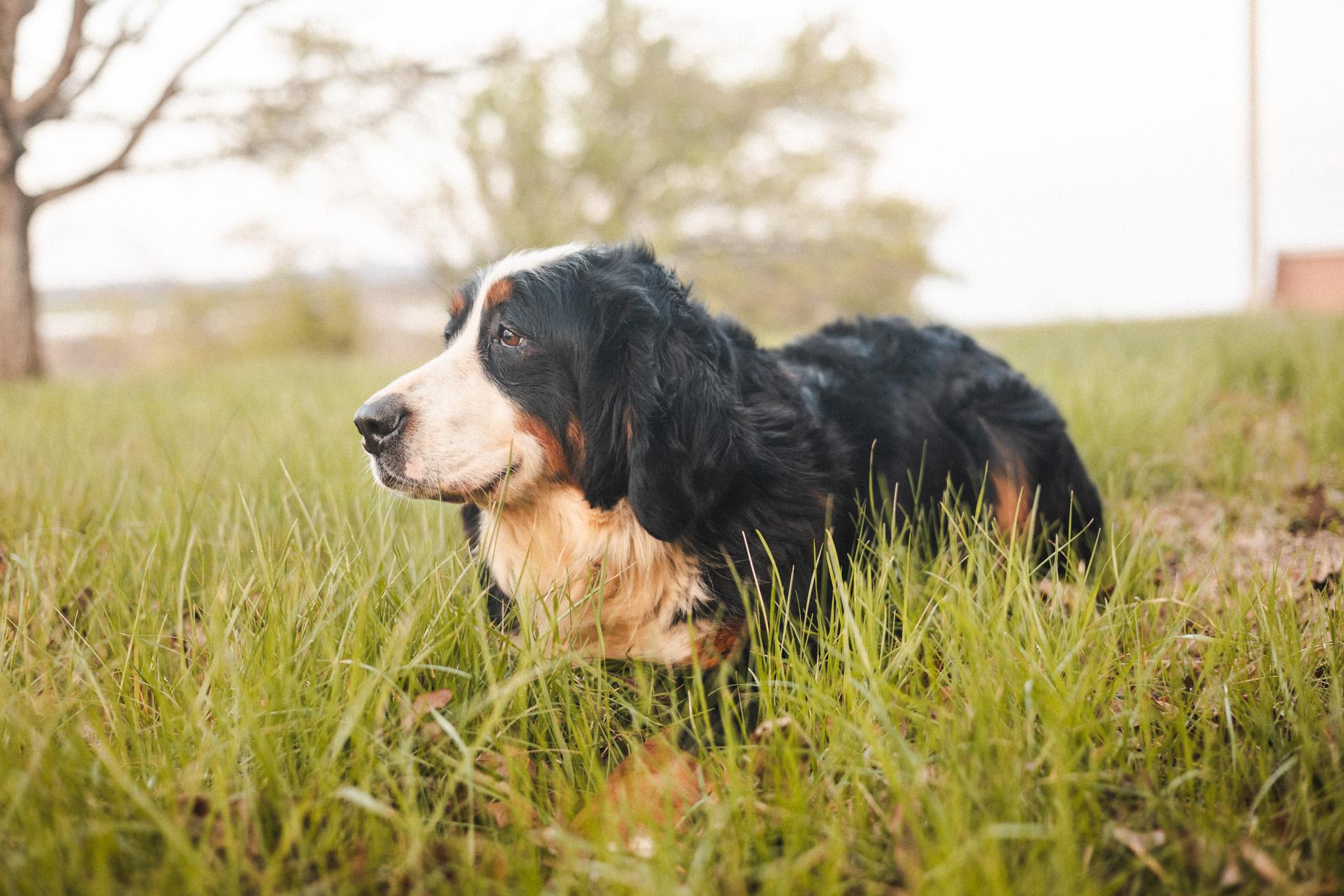 Enlarge Bernadette, an adopted Bernese Mountain Dog in Gradyville, KY image 2/6