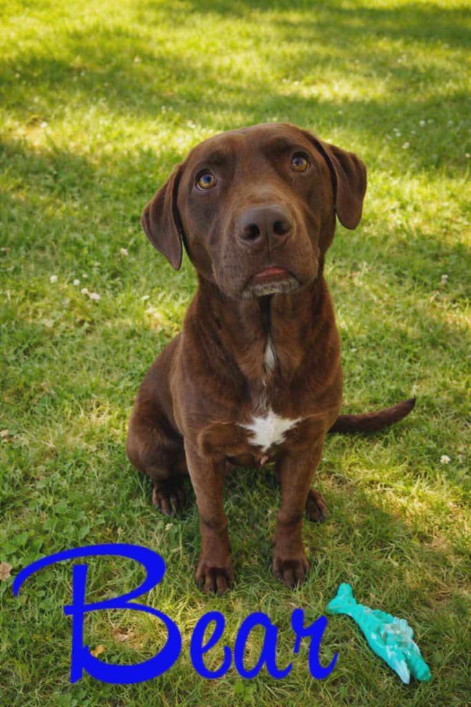 Bear, Adoptable, Adult Male Labrador Retriever & Affenpinscher.