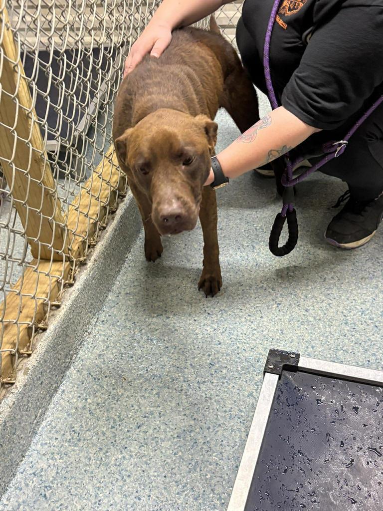 Enlarge Bear, a Adoptable mixed breed in Livingston, LA image 2/2