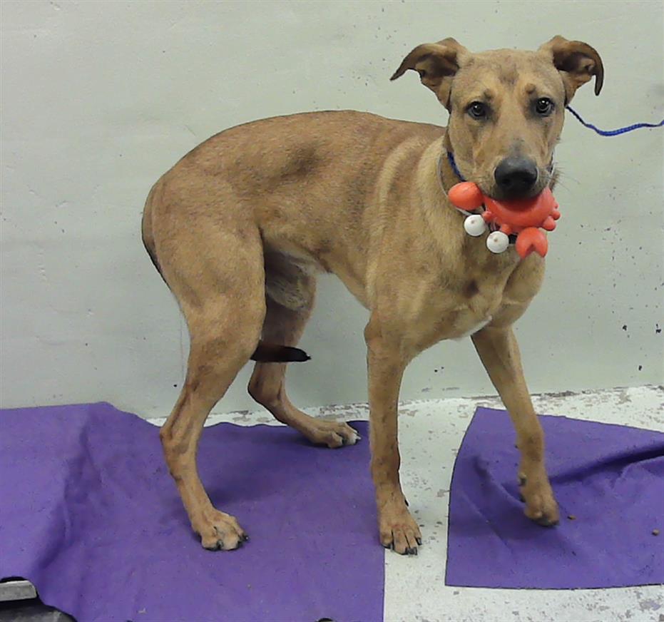 TOBY — thumbnail 2