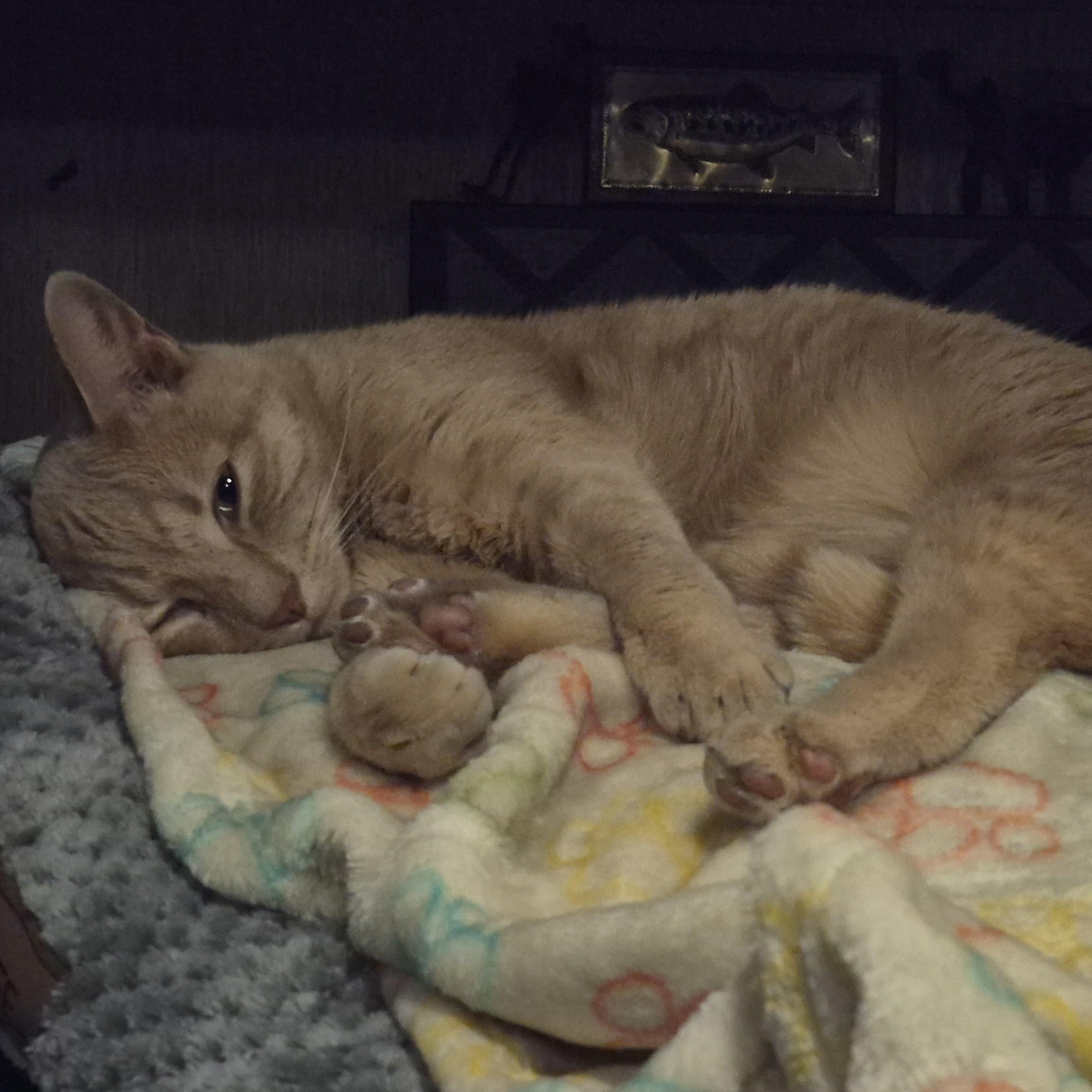 Thomas, a ADOPTABLE Tabby in Driggs, ID image 1/4