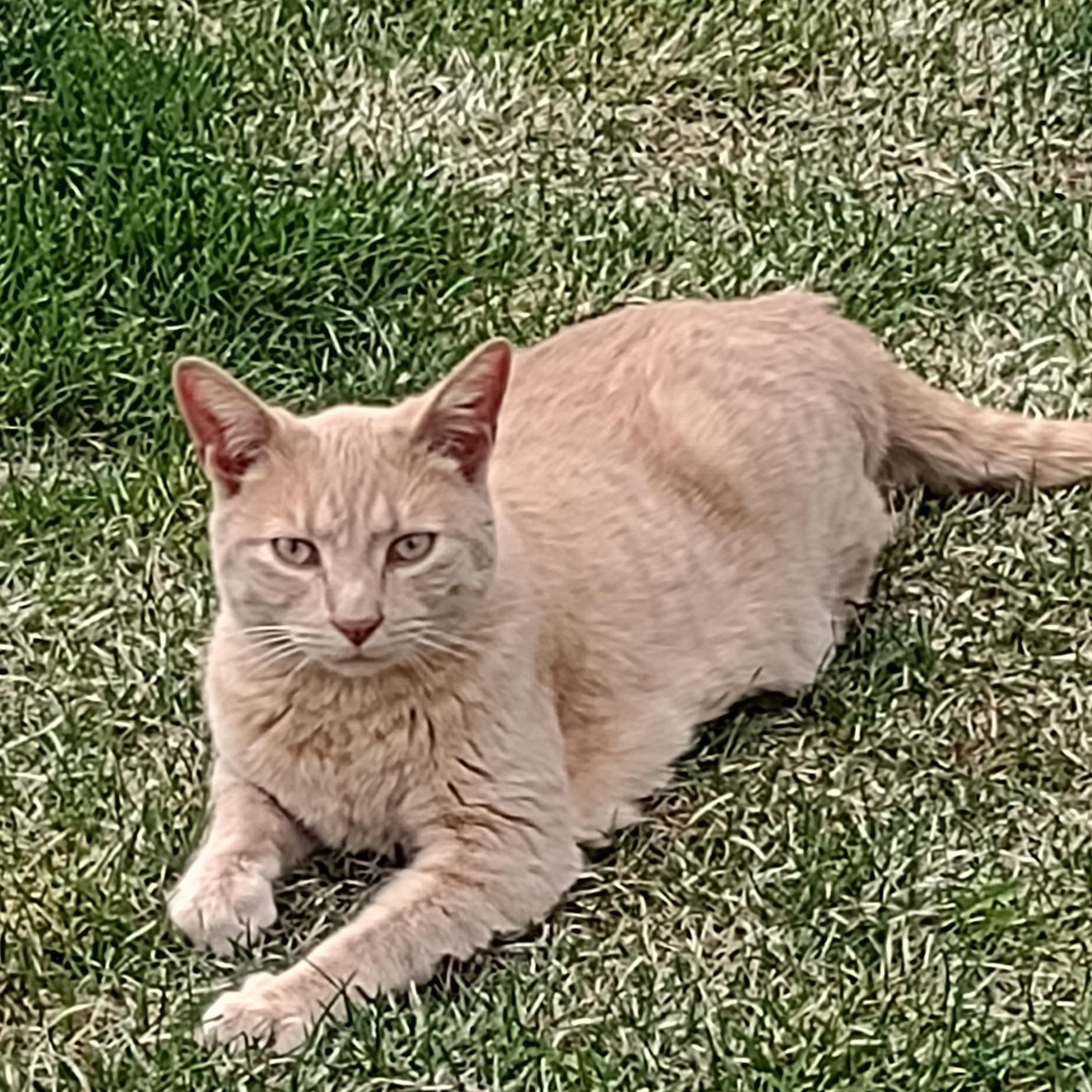 Thomas, a ADOPTABLE Tabby in Driggs, ID image 2/4