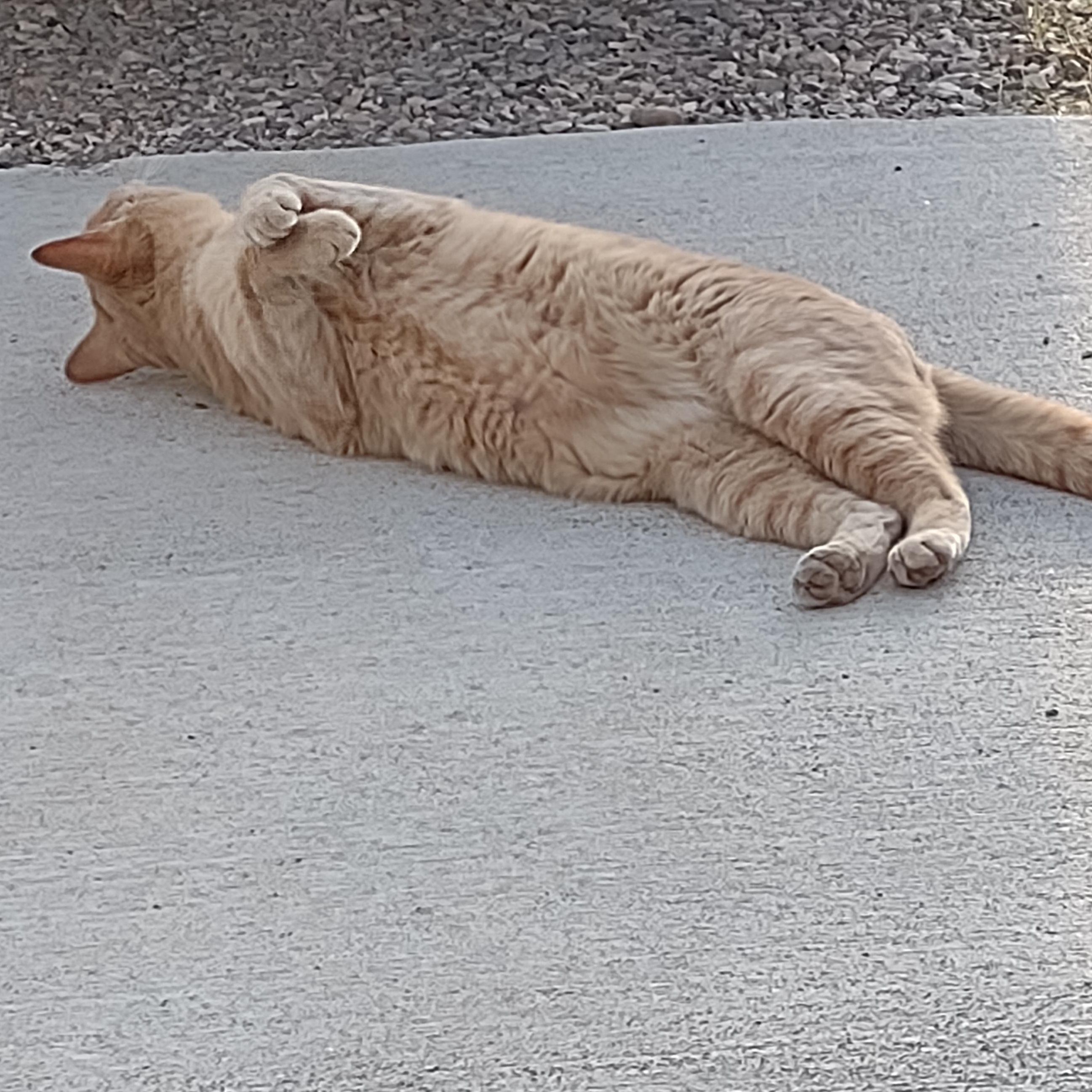 Thomas, a ADOPTABLE Tabby in Driggs, ID image 3/4