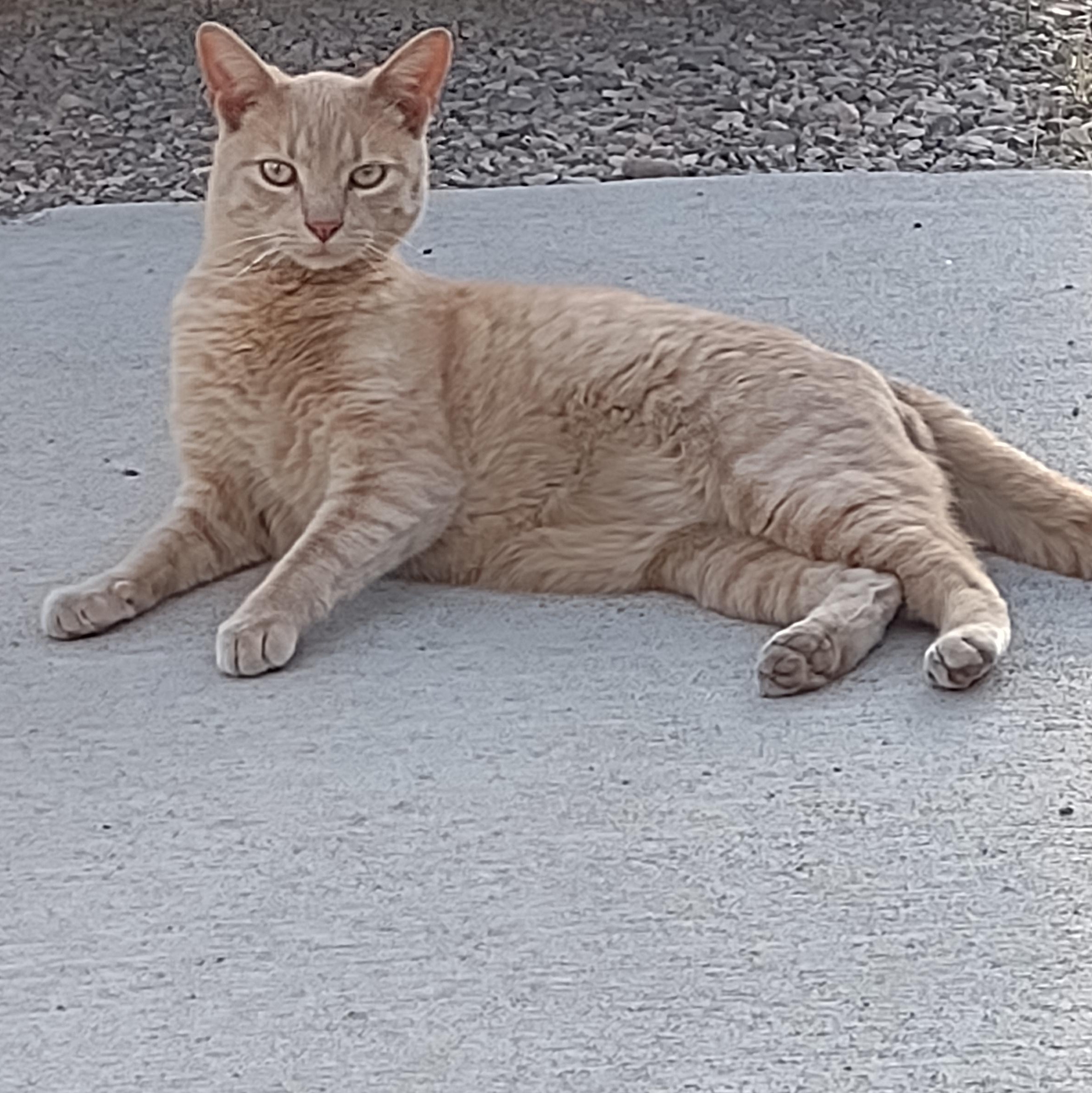 Thomas, a ADOPTABLE Tabby in Driggs, ID image 4/4
