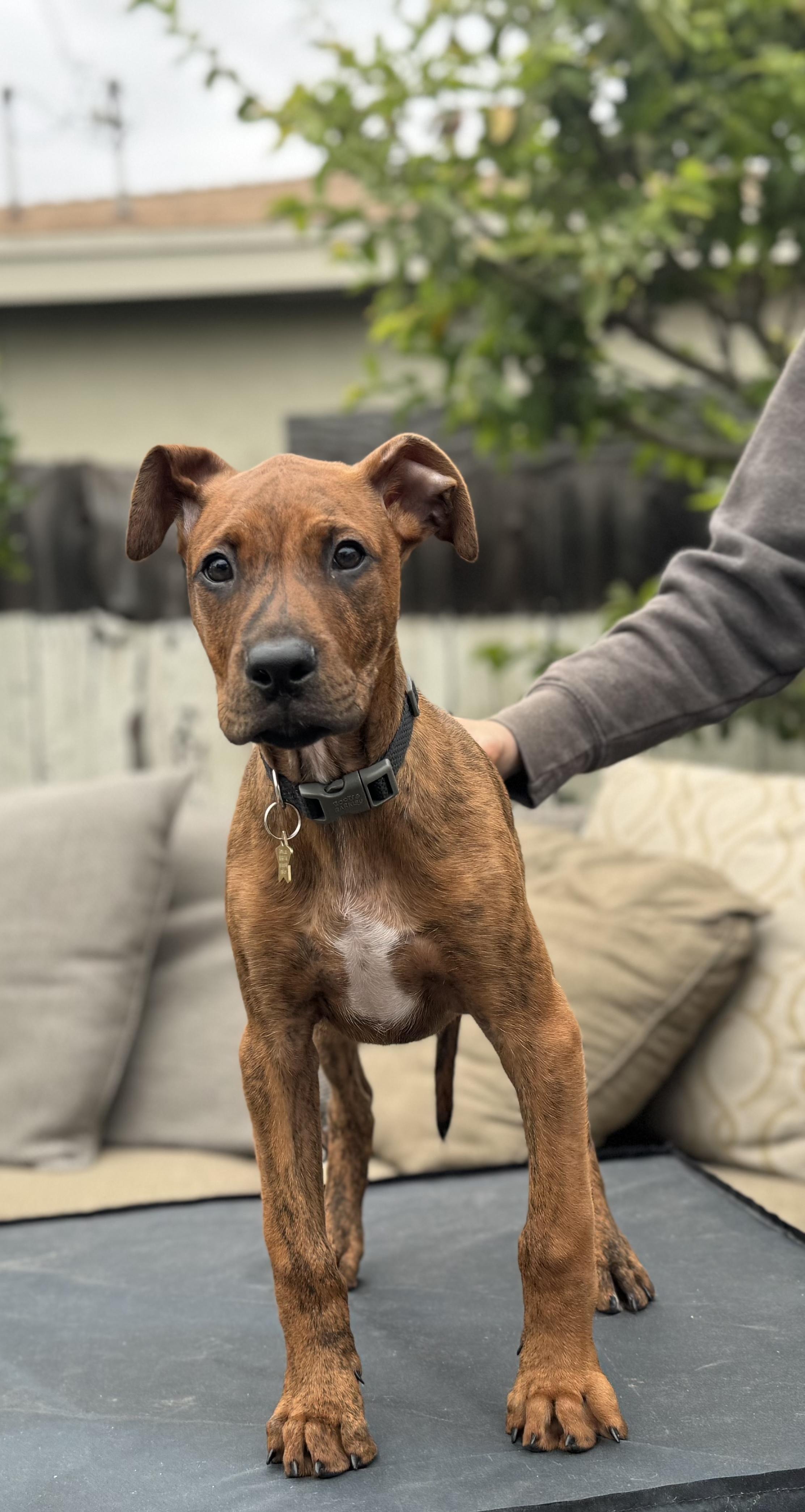 Apollo, Adopted, Puppy Male Boxer & Doberman Pinscher.