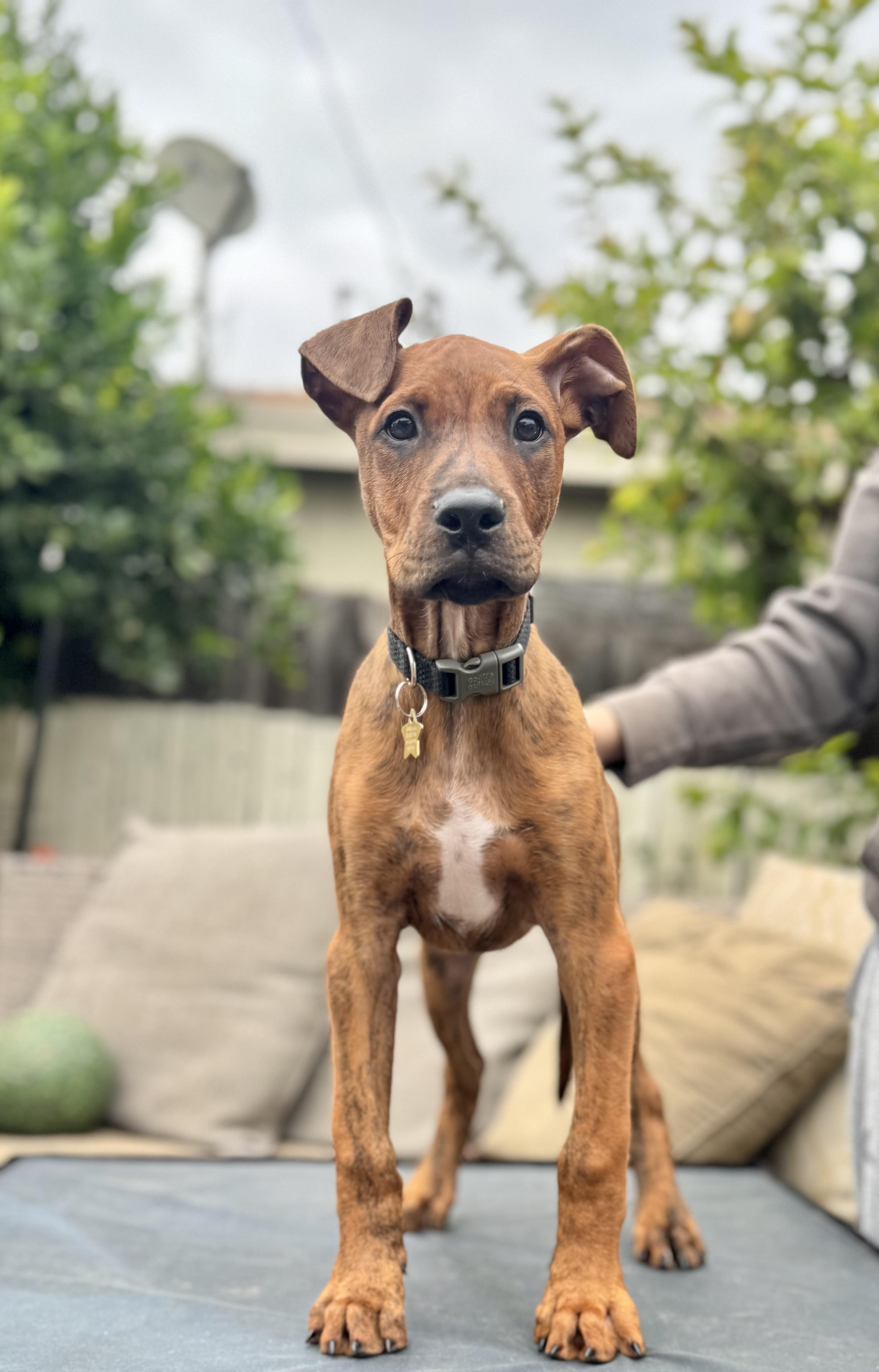 Enlarge Apollo, a Adopted mixed breed in Paramount, CA image 3/5