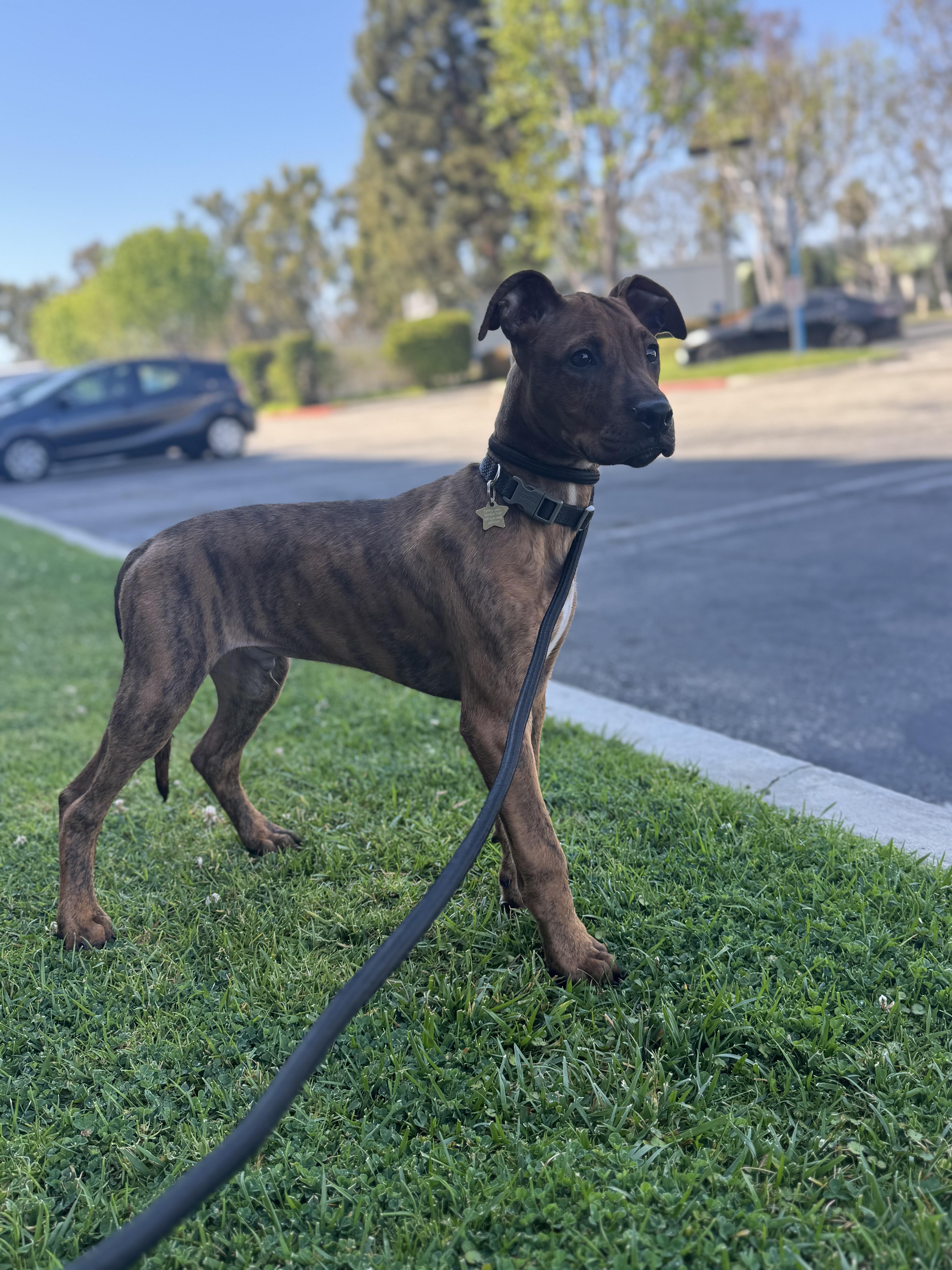 Enlarge Apollo, a Adopted mixed breed in Paramount, CA image 4/5