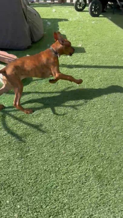 Enlarge Apollo, a Adopted mixed breed in Paramount, CA video 5/5