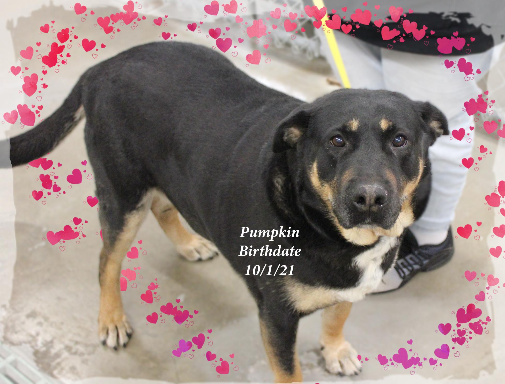 Enlarge Pumpkin, a Adoptable mixed breed in Amelia, OH image 1/1