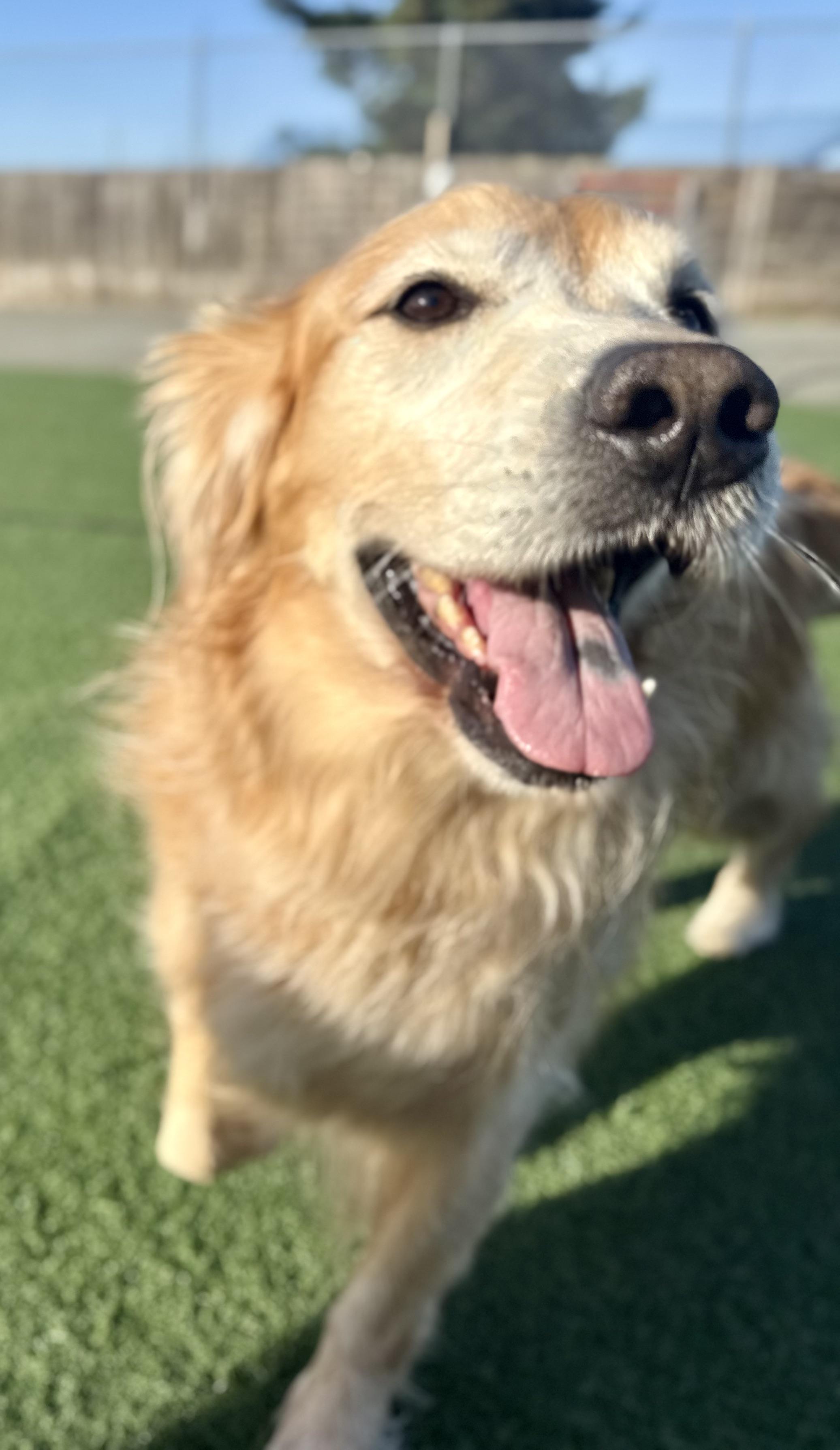 Enlarge Levi (bonded with Kezar), a ADOPTABLE Golden Retriever in Petaluma, CA image 2/2