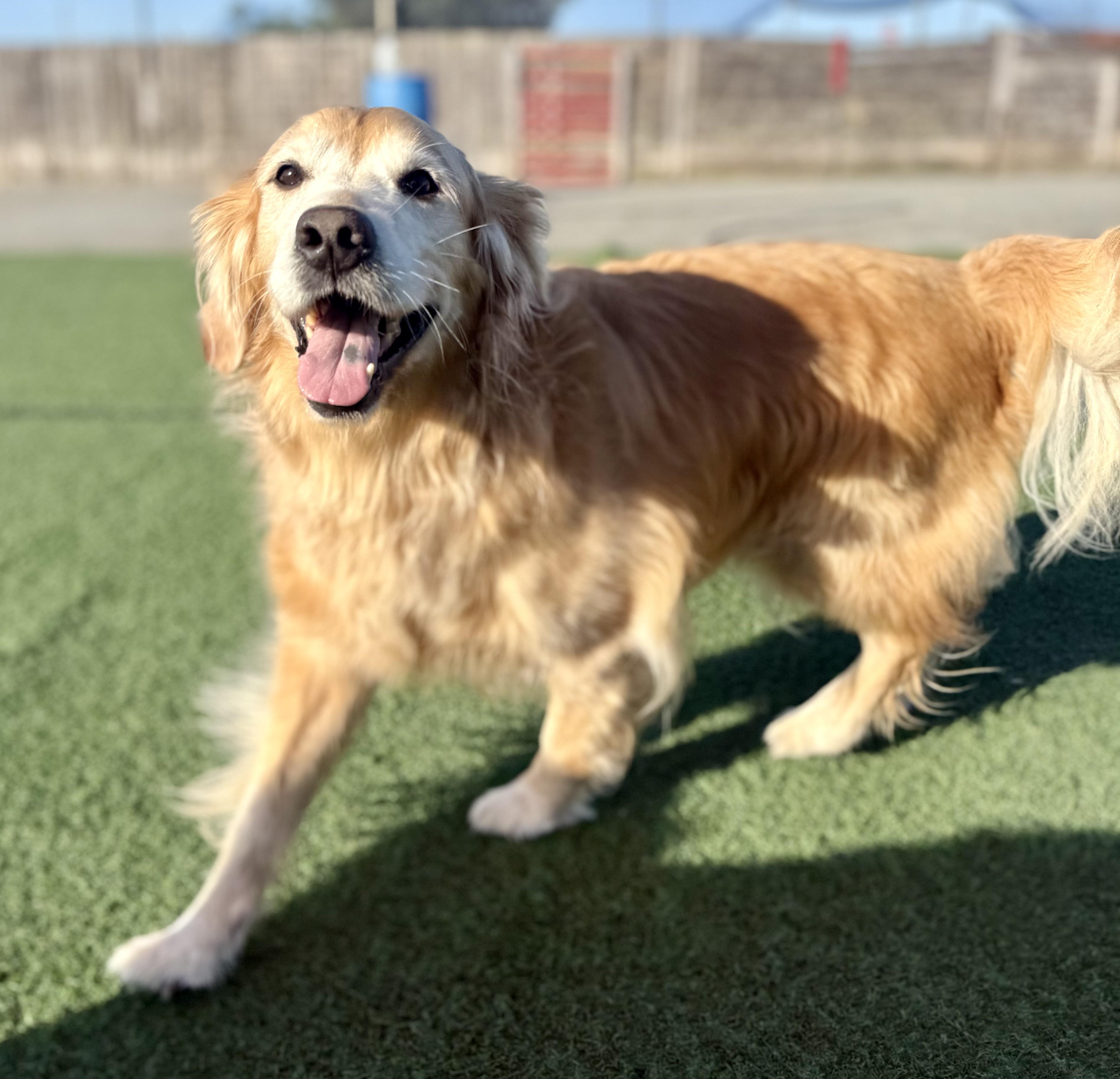 Enlarge Levi (bonded with Kezar), a ADOPTABLE Golden Retriever in Petaluma, CA image 1/2