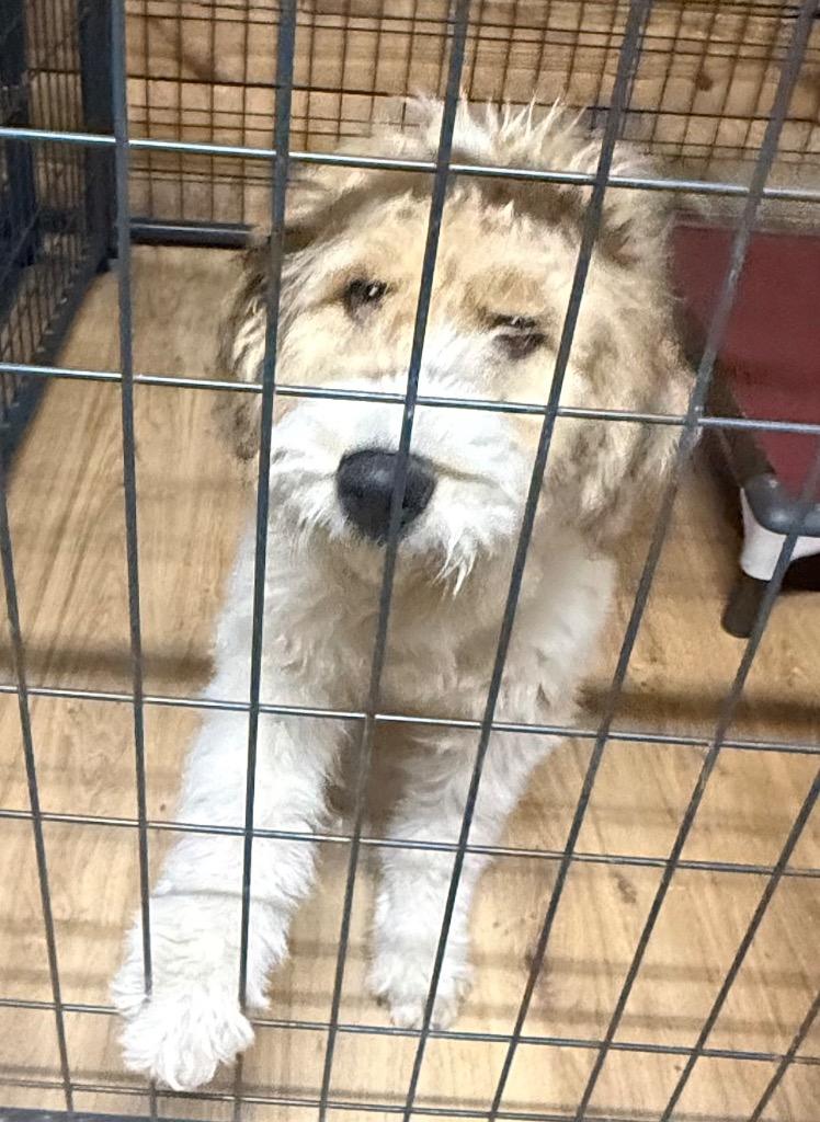 Enlarge Dewey now Crew, a Adopted mixed breed in Crossville, TN image 1/3