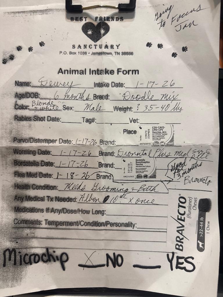 Enlarge Dewey now Crew, a Adopted mixed breed in Crossville, TN image 2/3