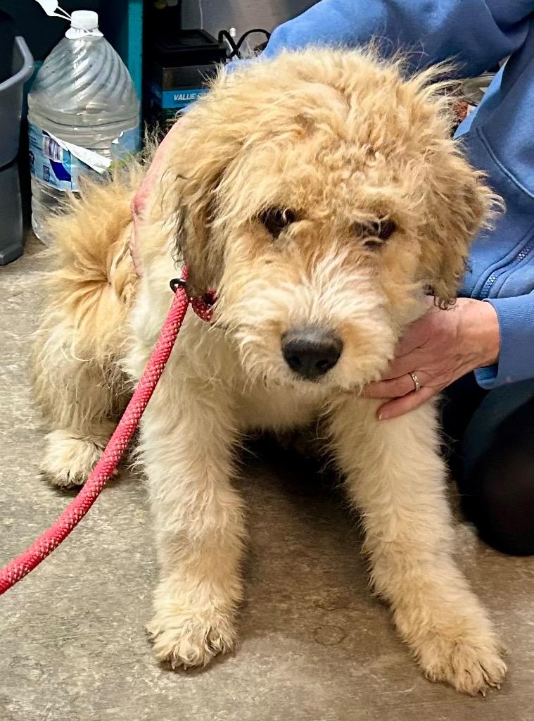 Enlarge Dewey now Crew, a Adopted mixed breed in Crossville, TN image 3/3