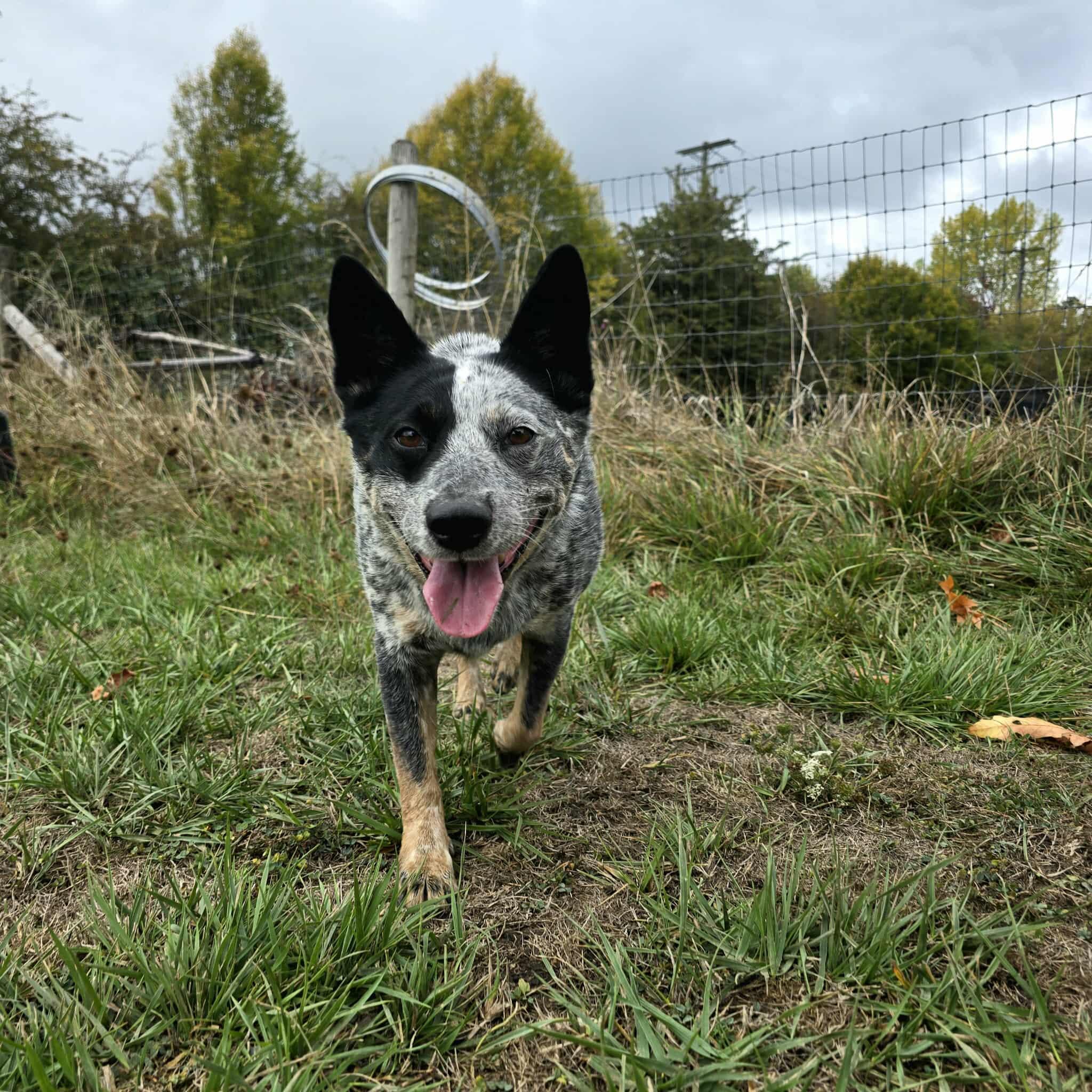 Sage, Adoptable, Adult Female Australian Cattle Dog / Blue Heeler.