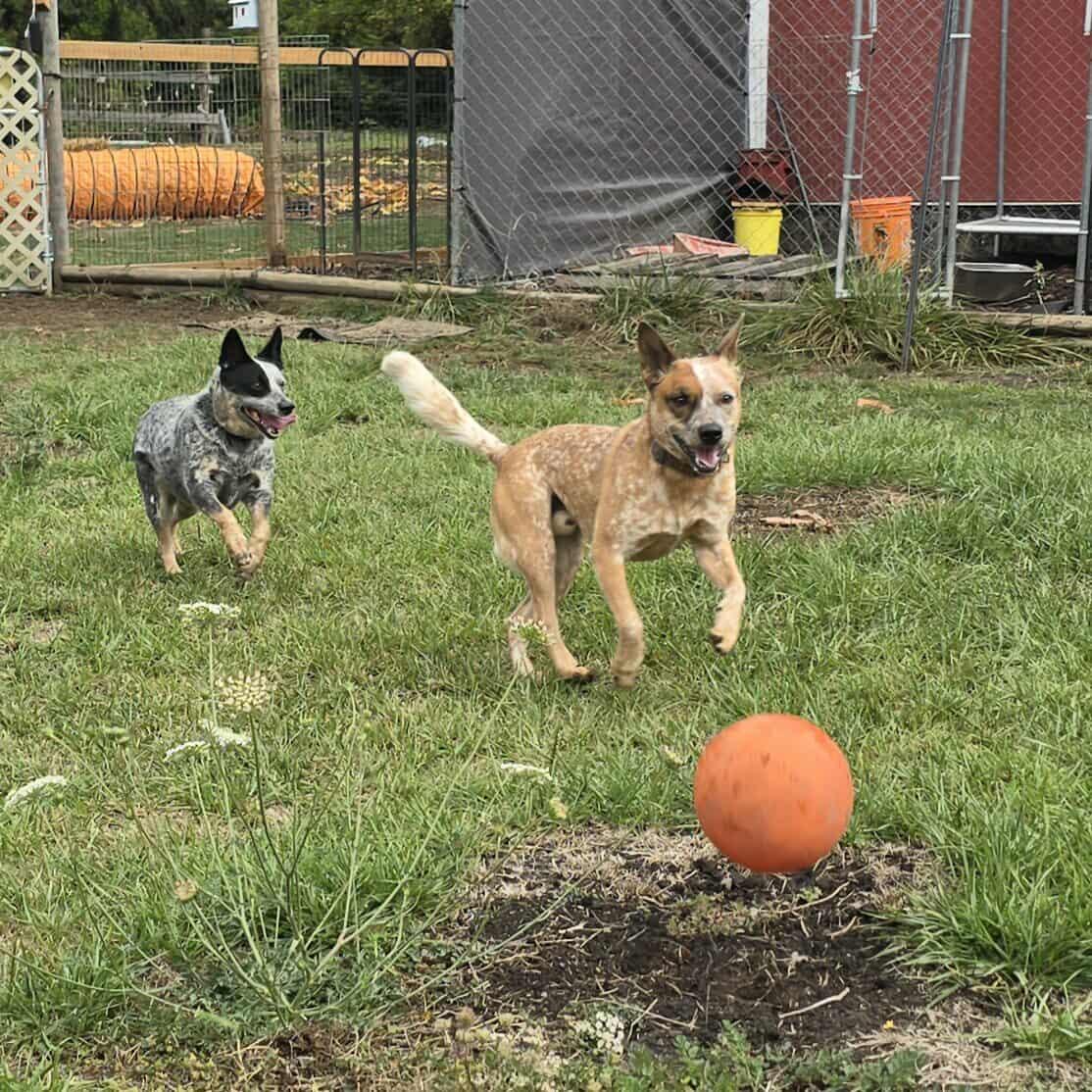 Sage, a Adoptable Australian Cattle Dog / Blue Heeler in Lake Cowichan, BC image 3/6