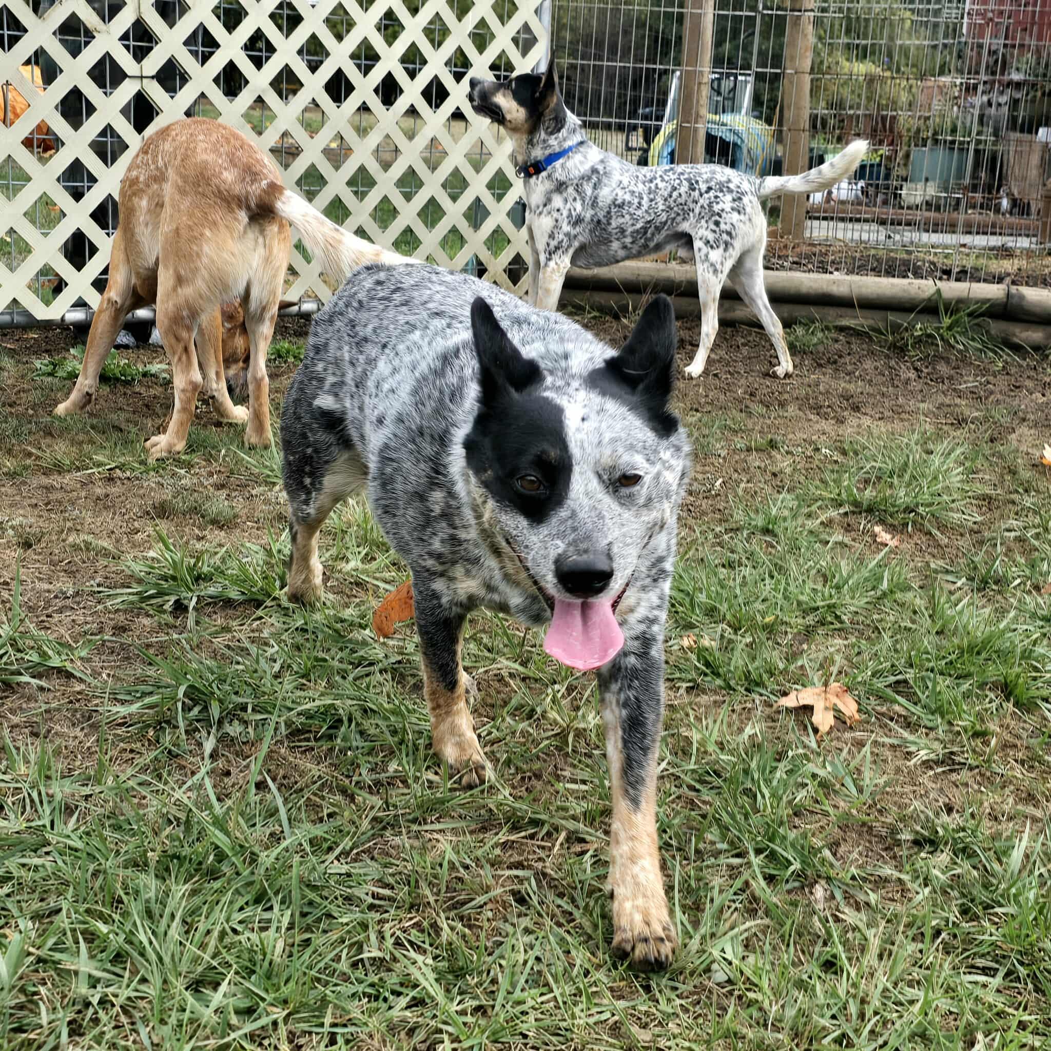 Sage, a Adoptable Australian Cattle Dog / Blue Heeler in Lake Cowichan, BC image 4/6