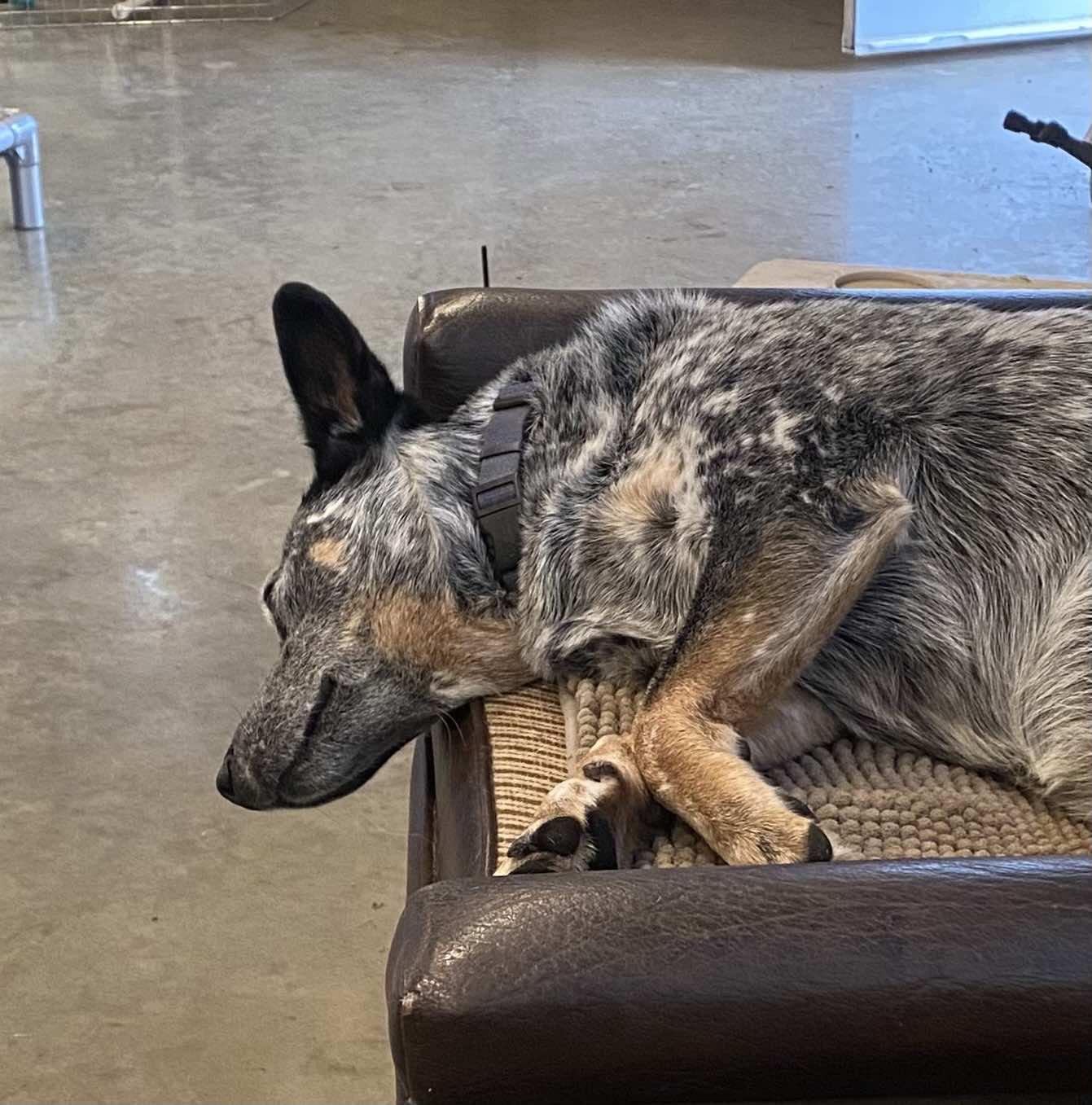 Sage, a Adoptable Australian Cattle Dog / Blue Heeler in Lake Cowichan, BC image 5/6