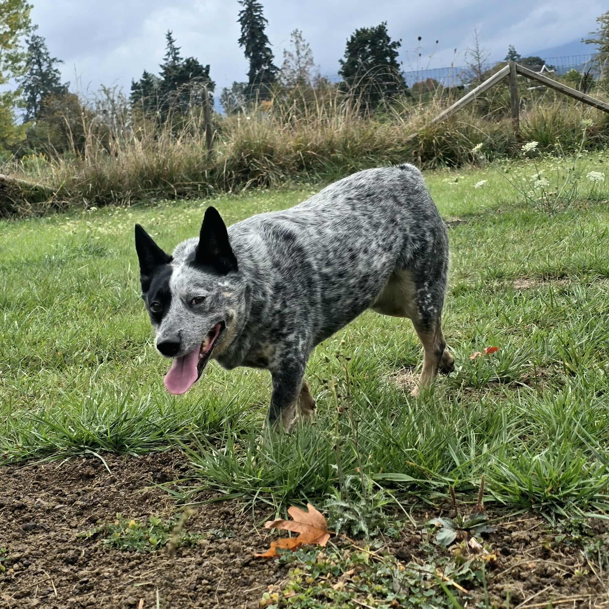 Sage, a Adoptable Australian Cattle Dog / Blue Heeler in Lake Cowichan, BC image 6/6