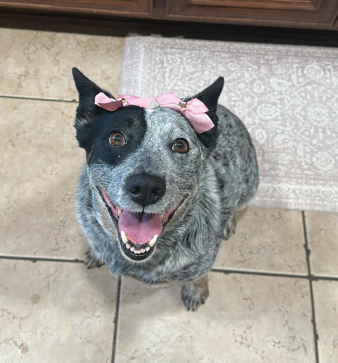 Sage, a Adoptable Australian Cattle Dog / Blue Heeler in Lake Cowichan, BC image 2/6