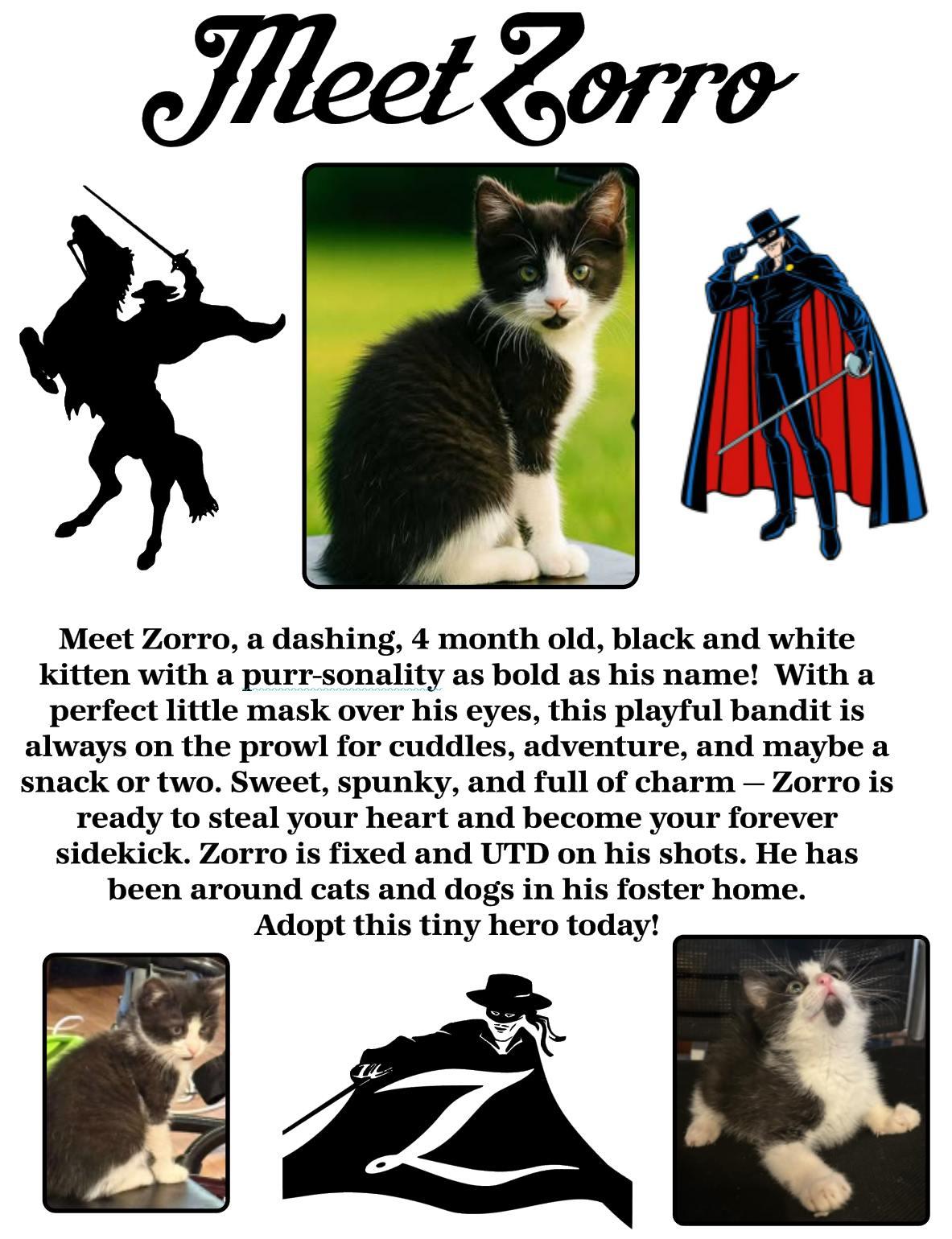 Zorro, an adoptable Domestic Short Hair in Clovis, NM, 88101 | Photo Image 1