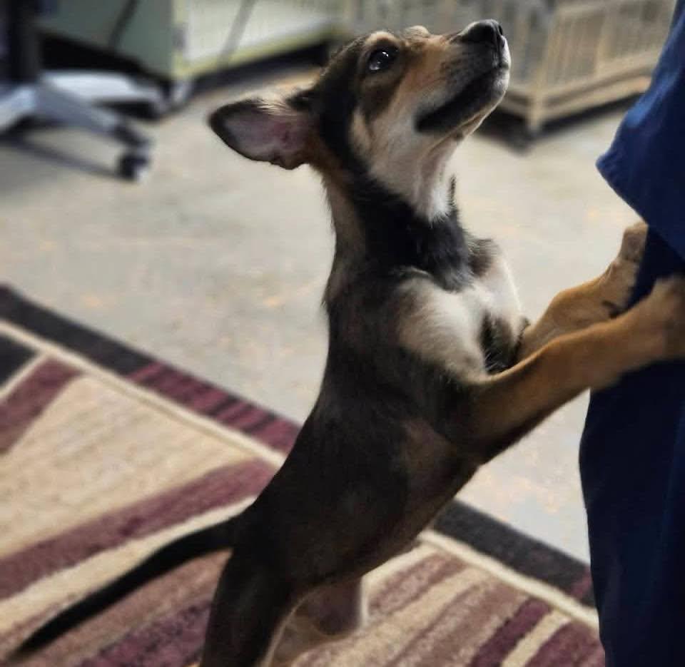 Raquelle, a ADOPTABLE mixed breed in Broken Arrow, OK image 2/4