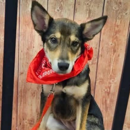 Enlarge Raquelle, a ADOPTABLE mixed breed in Broken Arrow, OK image 5/6