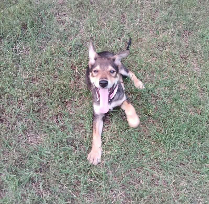 Raquelle, a ADOPTABLE mixed breed in Broken Arrow, OK image 3/4