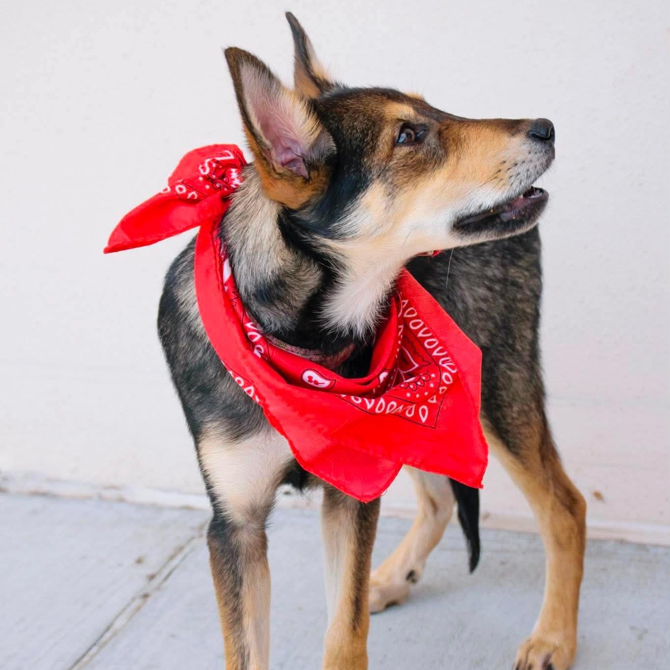 Enlarge Raquelle, a ADOPTABLE mixed breed in Broken Arrow, OK image 4/6