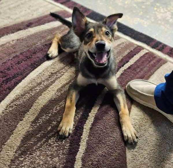 Raquelle, ADOPTABLE, Puppy Female Shepherd.