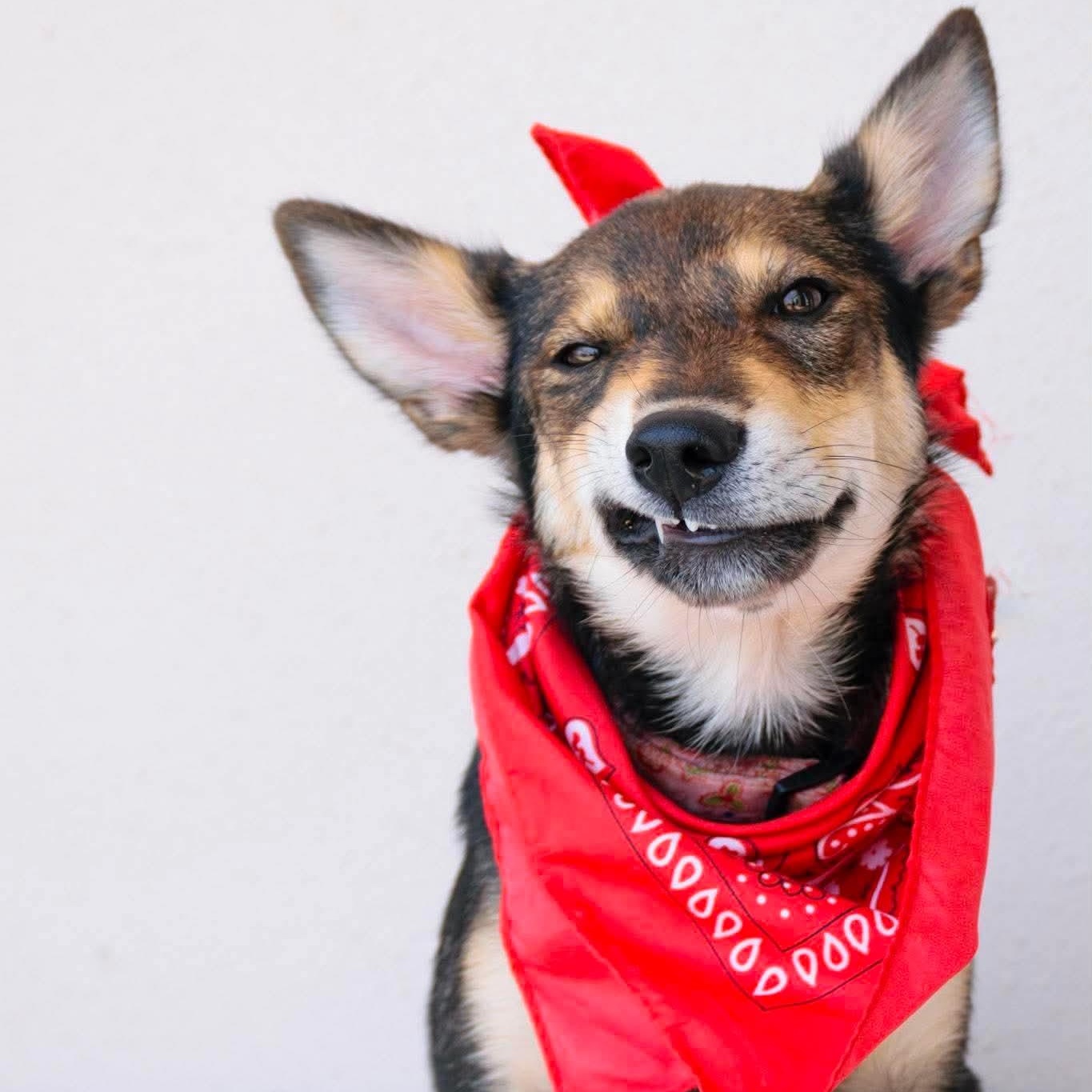 Enlarge Raquelle, a ADOPTABLE mixed breed in Broken Arrow, OK image 6/6