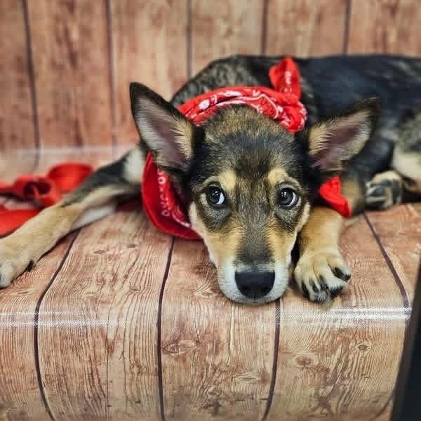 Enlarge Raquelle, a ADOPTABLE mixed breed in Broken Arrow, OK image 3/6
