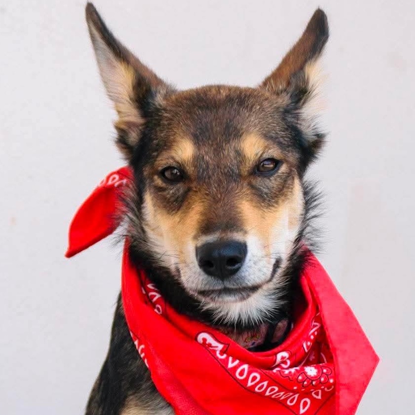 Raquelle, ADOPTABLE, Puppy Female Shepherd.