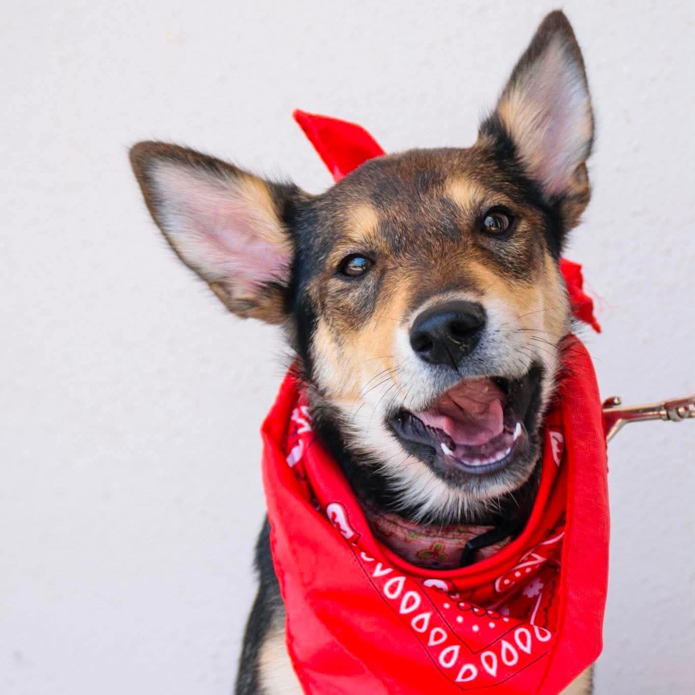 Enlarge Raquelle, a ADOPTABLE mixed breed in Broken Arrow, OK image 2/6