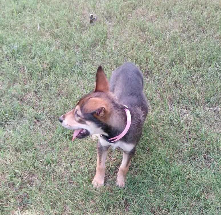 Raquelle, a ADOPTABLE mixed breed in Broken Arrow, OK image 4/4