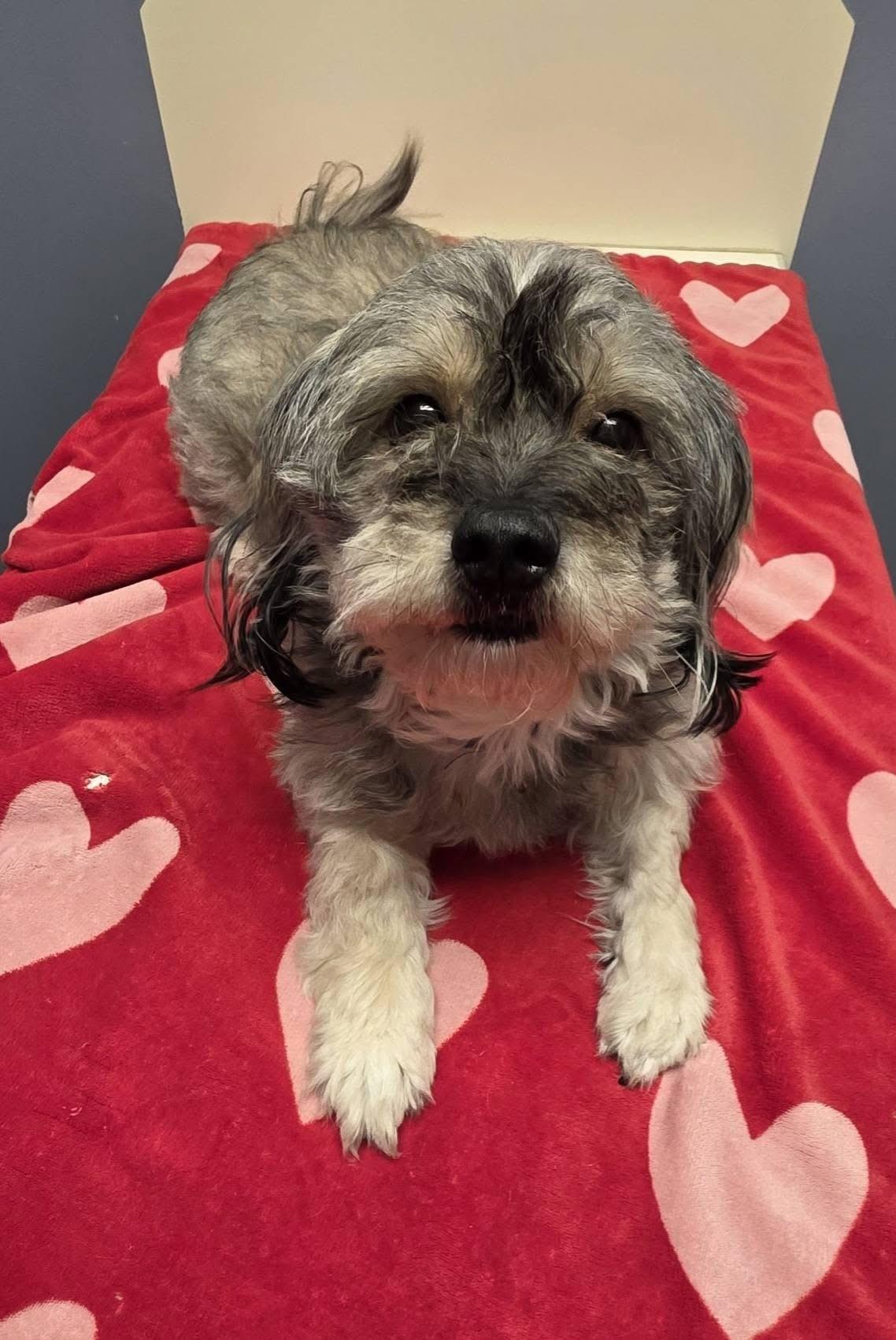 Enlarge Toby, a Adoptable Terrier in Lacona, NY image 3/5