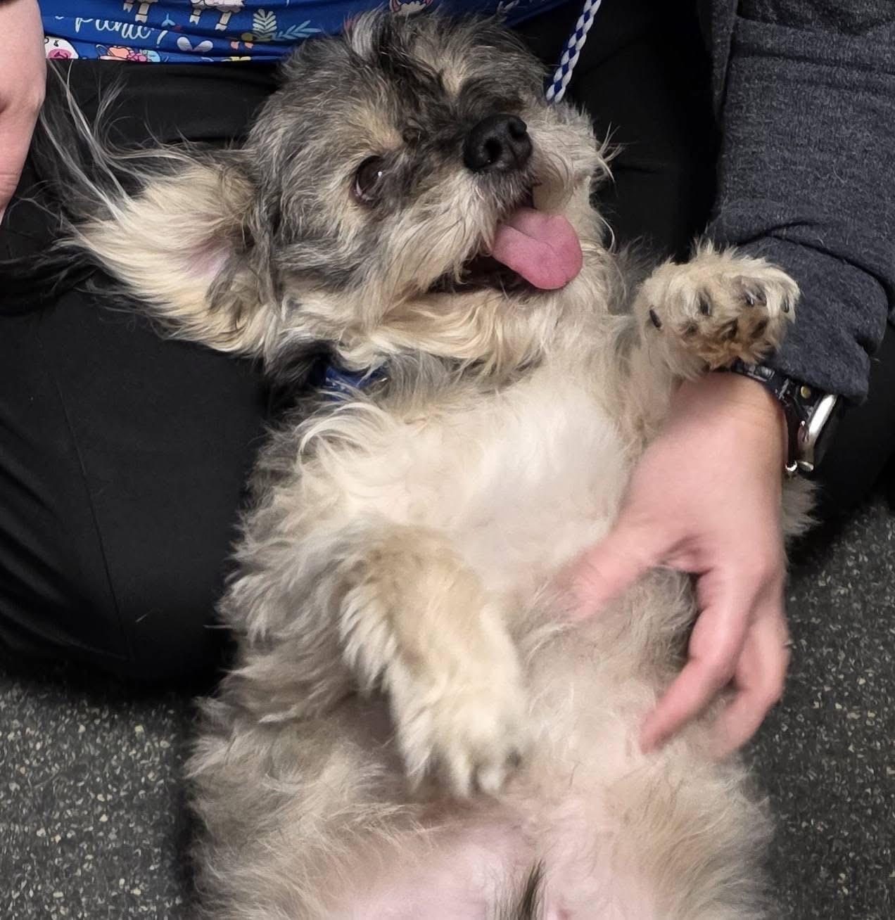 Enlarge Toby, a Adoptable Terrier in Lacona, NY image 5/5